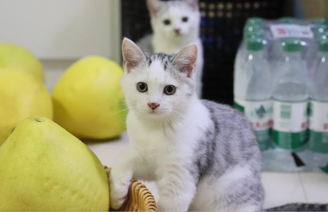 小猫 幼猫 美短  5折急售